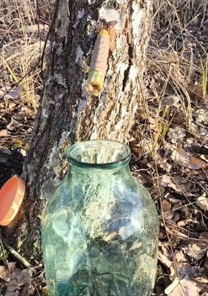 Березовий квас