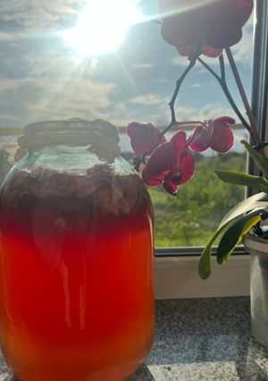 Напій з квітів дикого маку