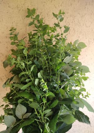 Чай трав'яний