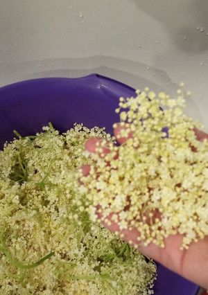 Шампанське із квіток бузини